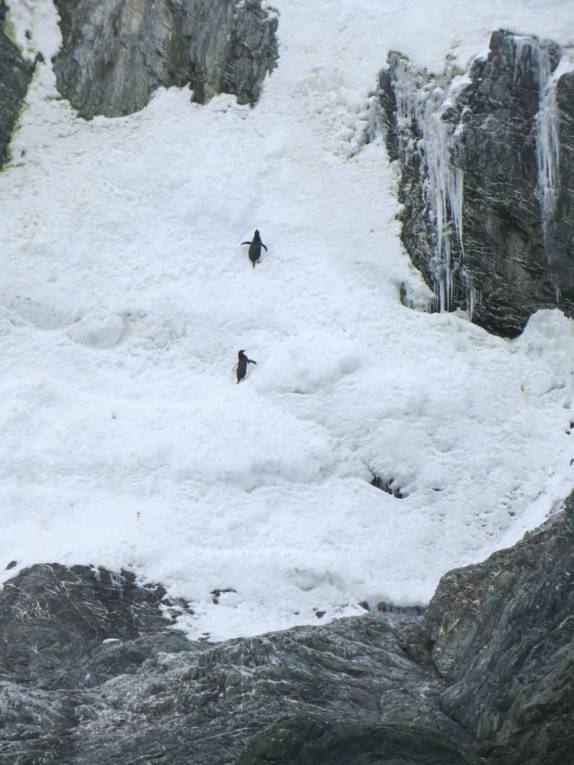 Pinguins escalam uma encosta inclinada de gelo em Elephant Island, na Antártida (foto de France Dionne)